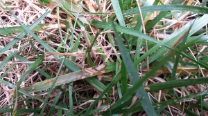 Leaf Damage to Tall Fescue from Disease